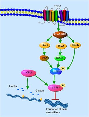 The role of actin cytoskeleton CFL1 and ADF/cofilin superfamily in inflammatory response